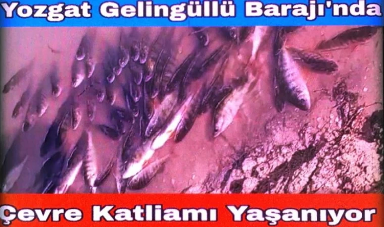 Yozgat Gelingüllü Barajında Çevre Katliamı Yaşanıyor
