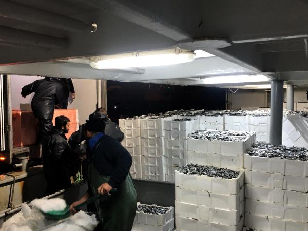 Zonguldak'ta Hamsi Bereketi