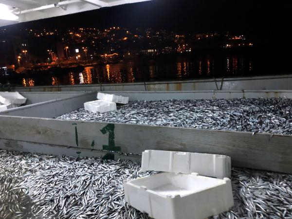 Zonguldak'ta Hamsi Bereketi