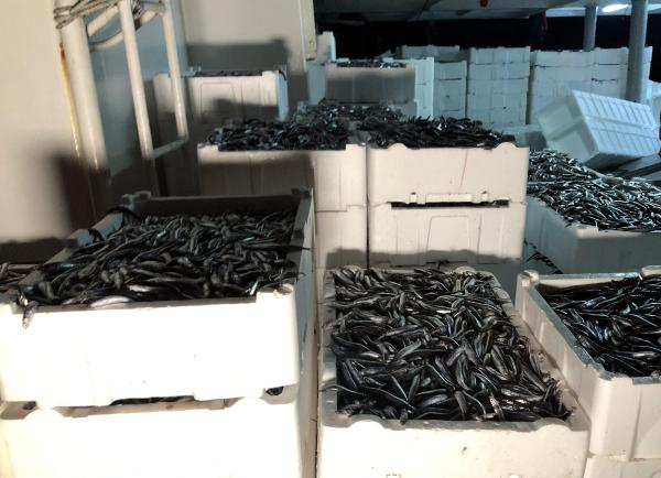 Zonguldak'ta Hamsi Bereketi