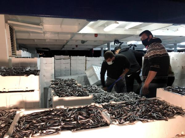 Zonguldak'ta Hamsi Bereketi