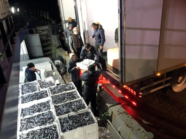 Zonguldak'ta Hamsi Bereketi