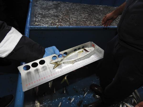 İstanbul Boğazı'ndaki balıkçı tekneleri denetlendi