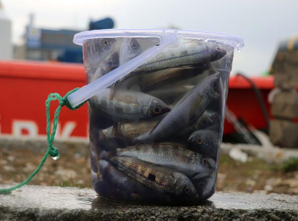 Kısıtlama sonrası Çanakkale'de İskele Coştu