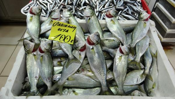 Çanakkale balık piyasası hareketli