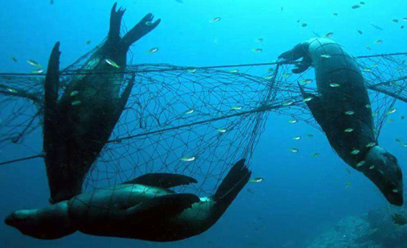 Hayalet ağlar neler yapıyor?