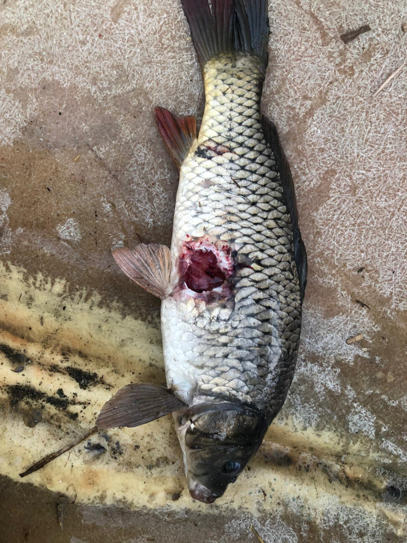 ASOF'tan Uyarı: İç Sularımızda Acil Durum