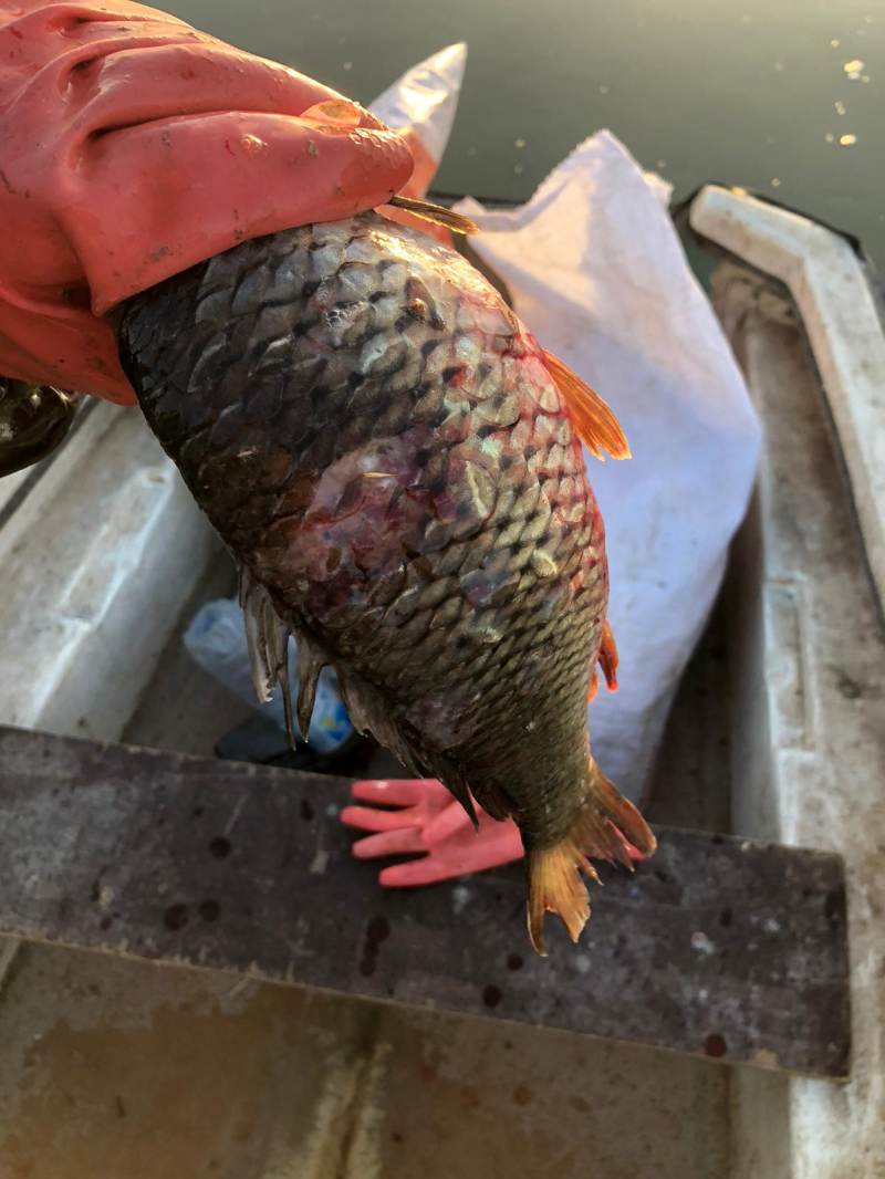 ASOF'tan Uyarı: İç Sularımızda Acil Durum