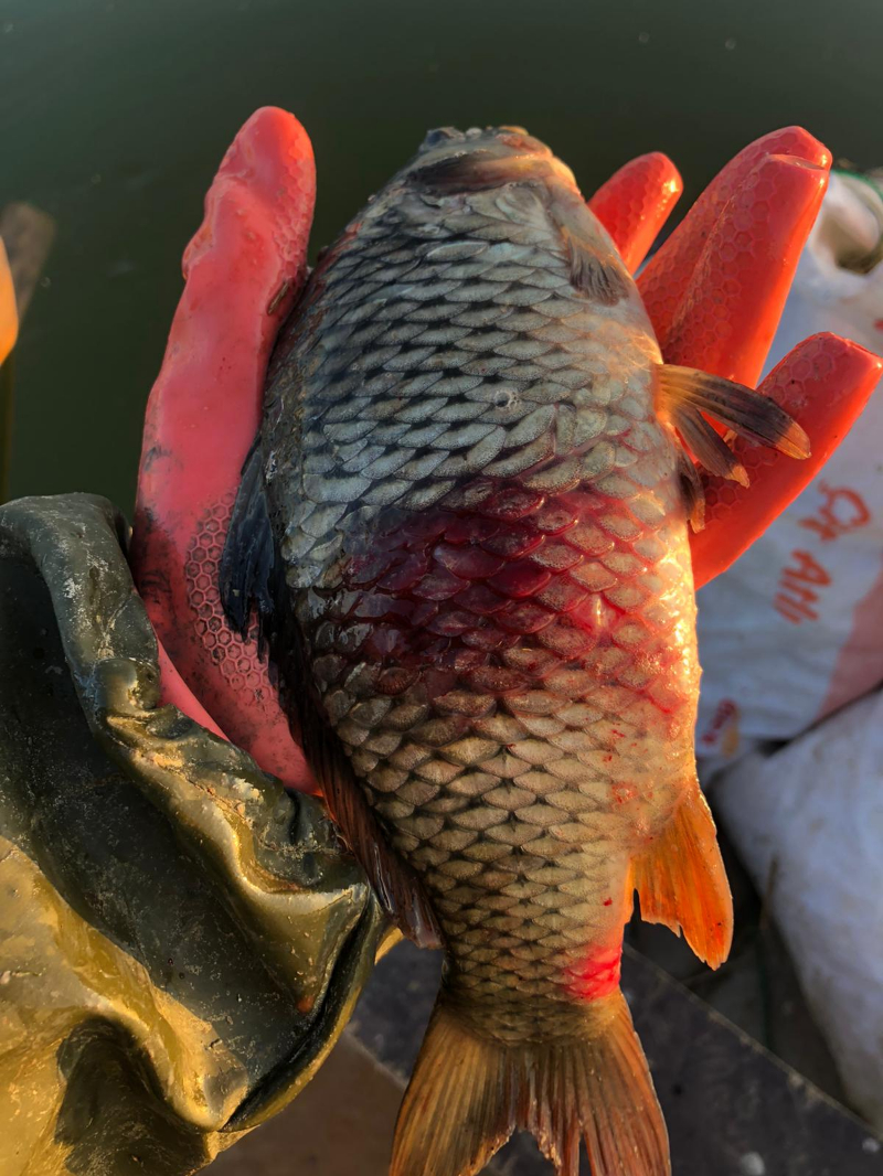 ASOF'tan Uyarı: İç Sularımızda Acil Durum