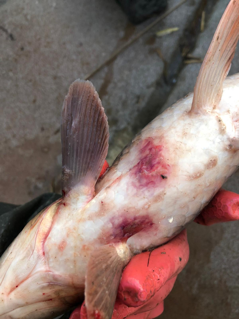 ASOF'tan Uyarı: İç Sularımızda Acil Durum