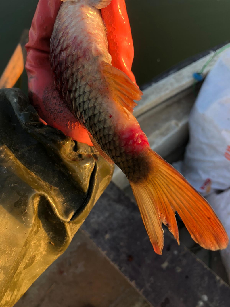 ASOF'tan Uyarı: İç Sularımızda Acil Durum