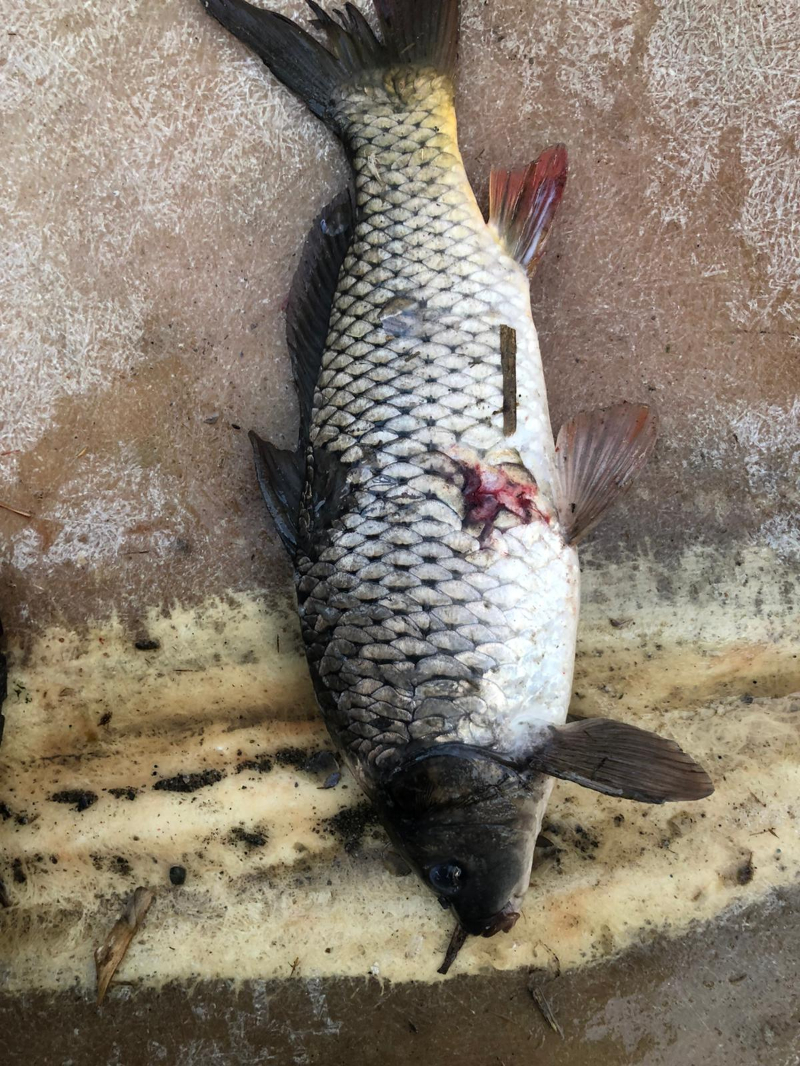 ASOF'tan Uyarı: İç Sularımızda Acil Durum