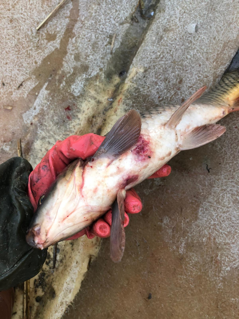 ASOF'tan Uyarı: İç Sularımızda Acil Durum