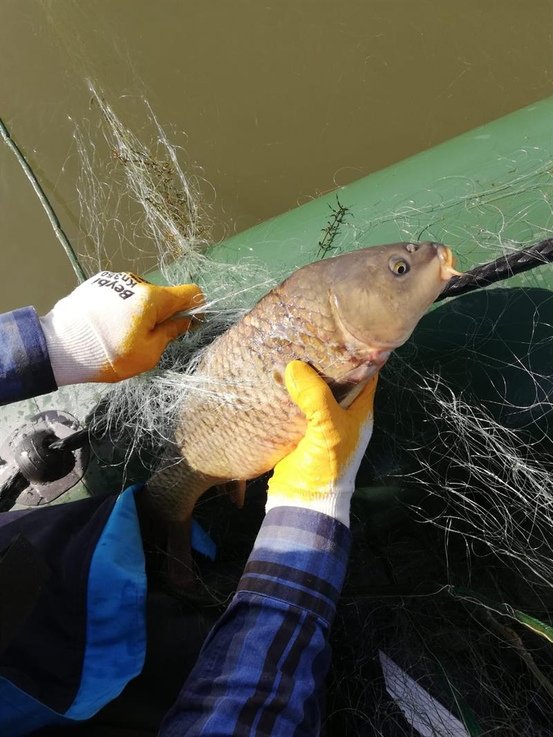 Misina ağlar katil midir?