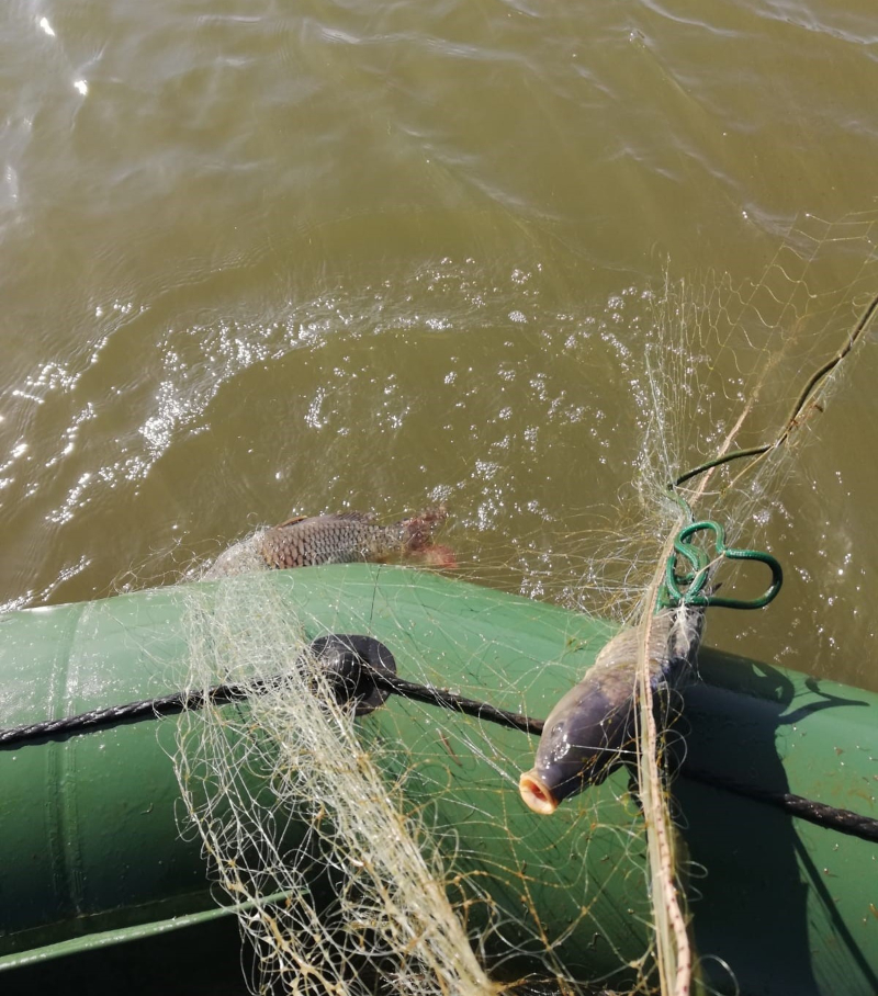 Misina ağlar katil midir?