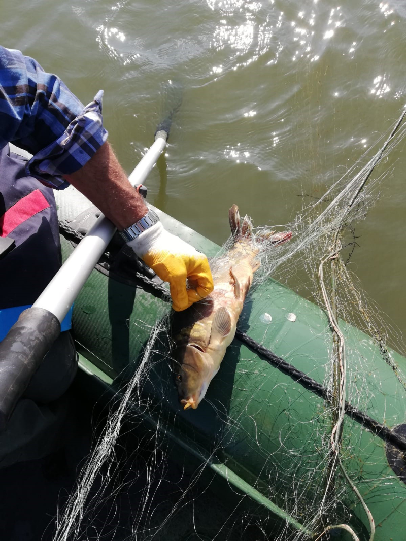 Misina ağlar katil midir?