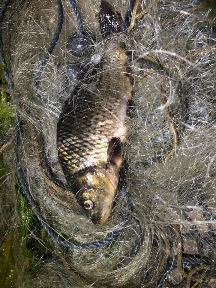 Misina ağlar katil midir?