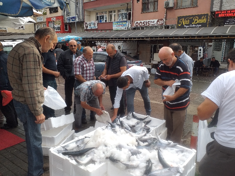 Zonguldak'ta palamut bolluğu fiyatlara yansıdı