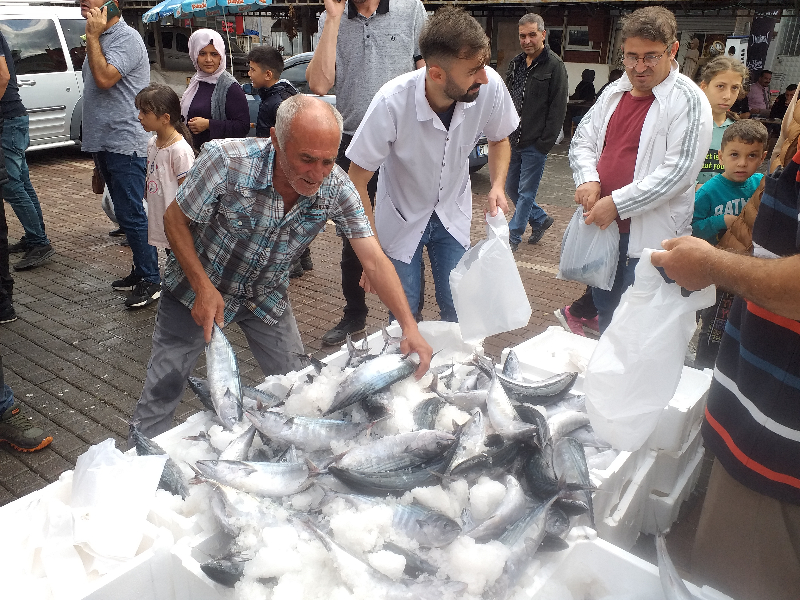 Zonguldak'ta palamut bolluğu fiyatlara yansıdı
