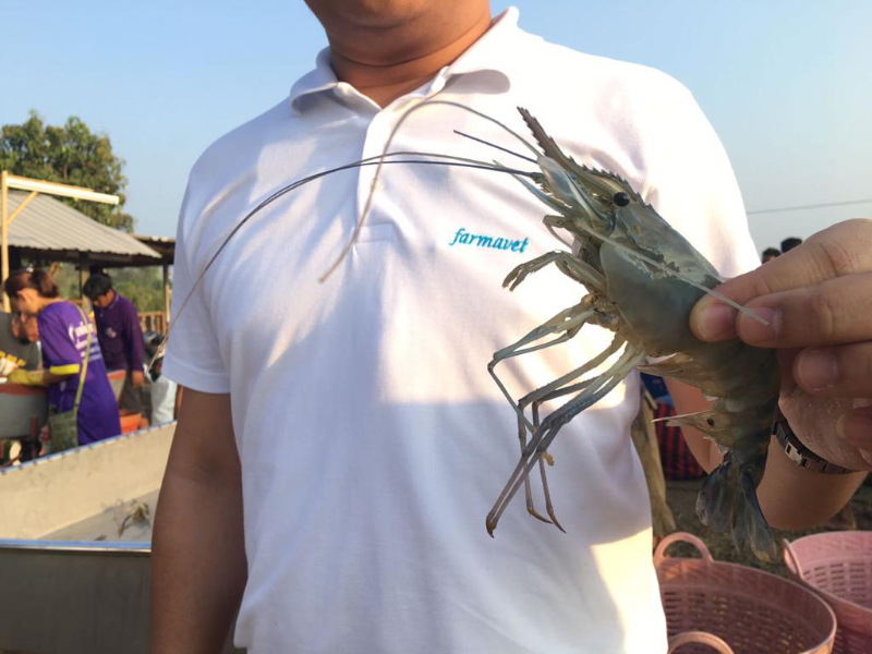 Farmavet Ürettiği Yem Katkıları ile Çin Pazarında