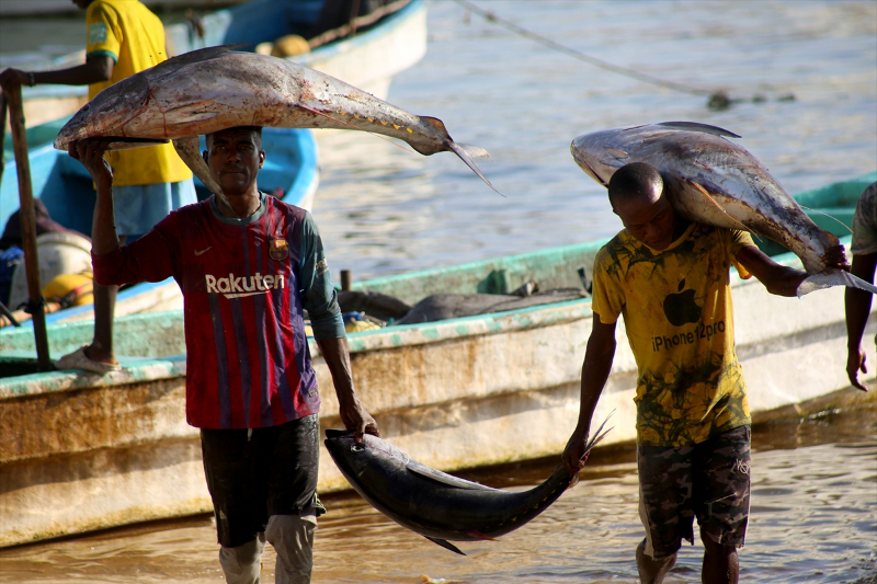 Somali'de balıkçı tekneleri her sabah köpek balıkları için açılıyor