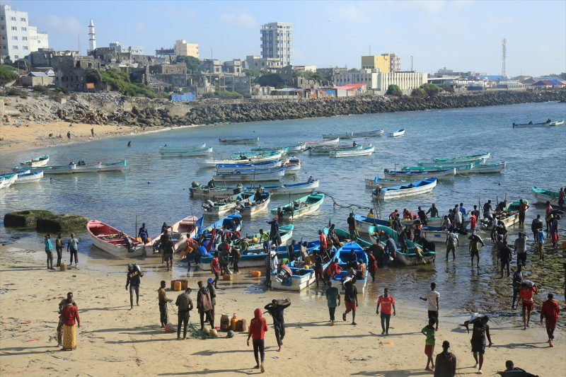 Somali'de balıkçı tekneleri her sabah köpek balıkları için açılıyor