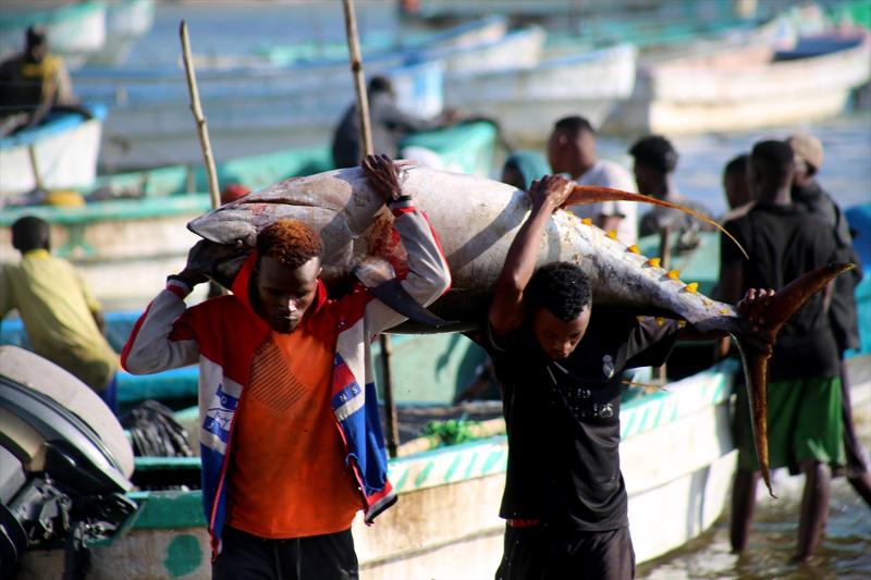 Somali'de balıkçı tekneleri her sabah köpek balıkları için açılıyor