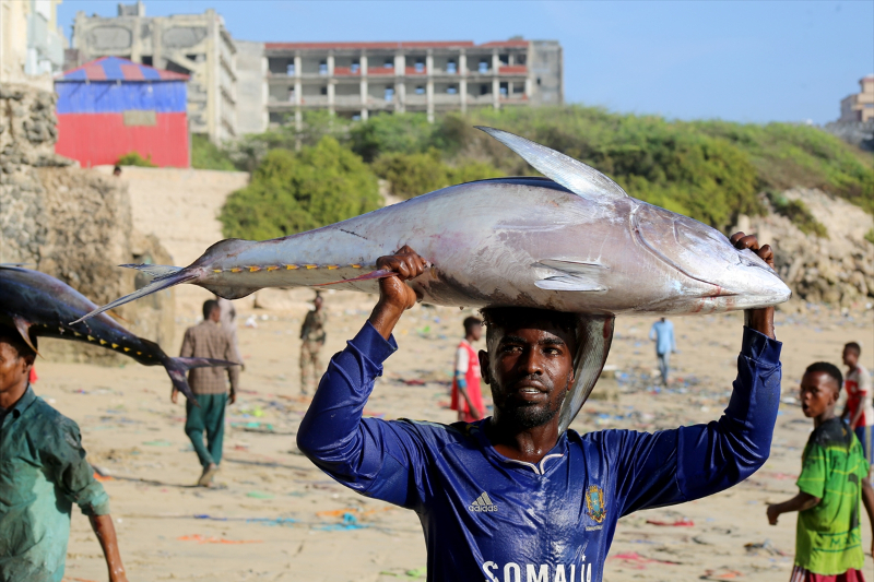 Somali'de balıkçı tekneleri her sabah köpek balıkları için açılıyor