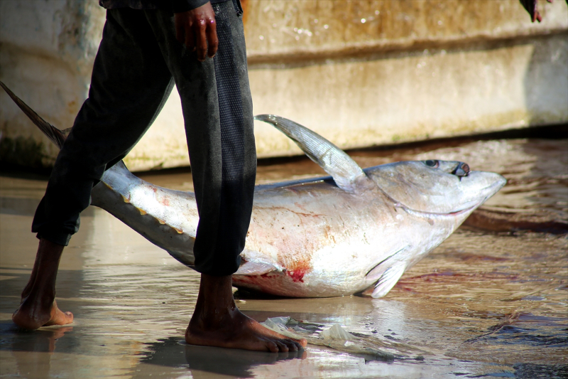 Somali'de balıkçı tekneleri her sabah köpek balıkları için açılıyor