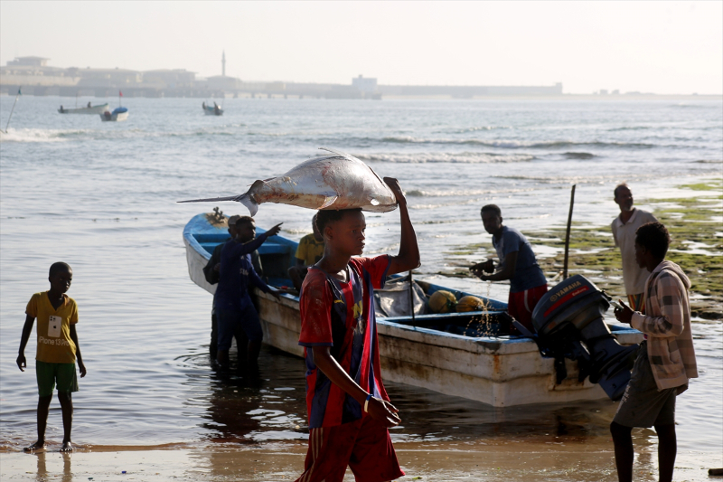 Somali'de balıkçı tekneleri her sabah köpek balıkları için açılıyor