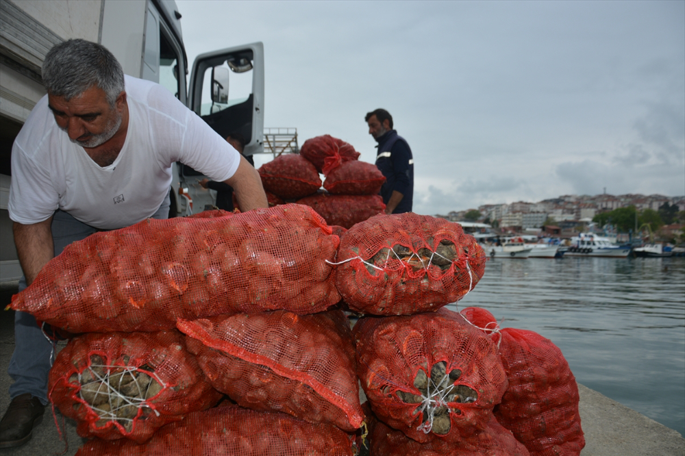 Balık avı yasağı döneminde salyangoza yönelen balıkçıların mesaisi başladı