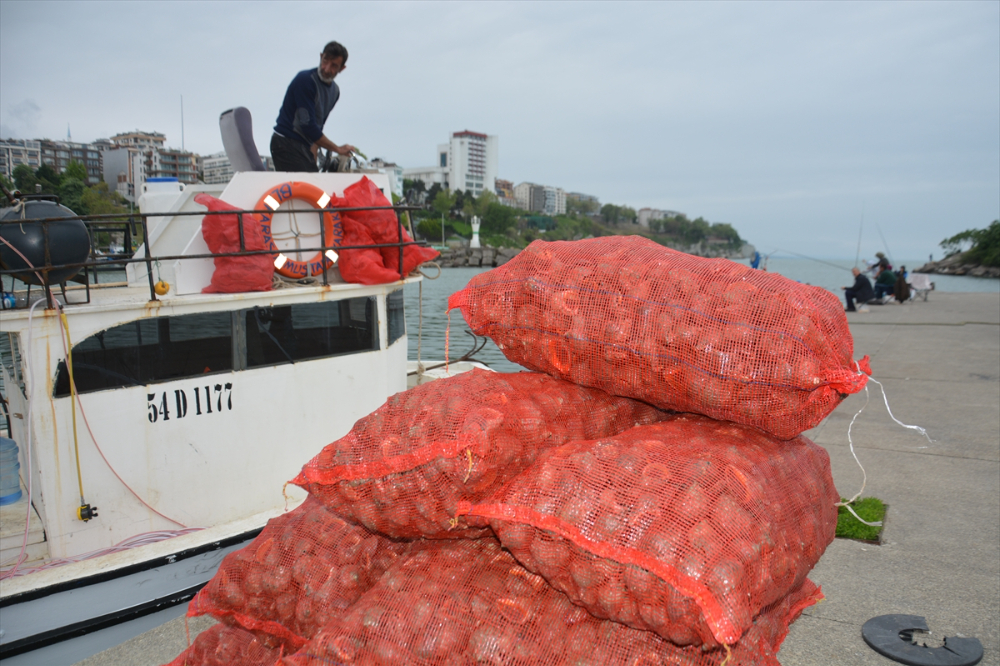 Balık avı yasağı döneminde salyangoza yönelen balıkçıların mesaisi başladı
