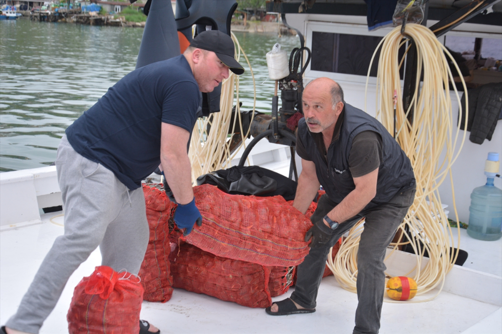 Balık avı yasağı döneminde salyangoza yönelen balıkçıların mesaisi başladı