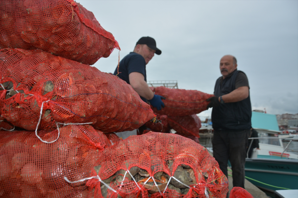 Balık avı yasağı döneminde salyangoza yönelen balıkçıların mesaisi başladı