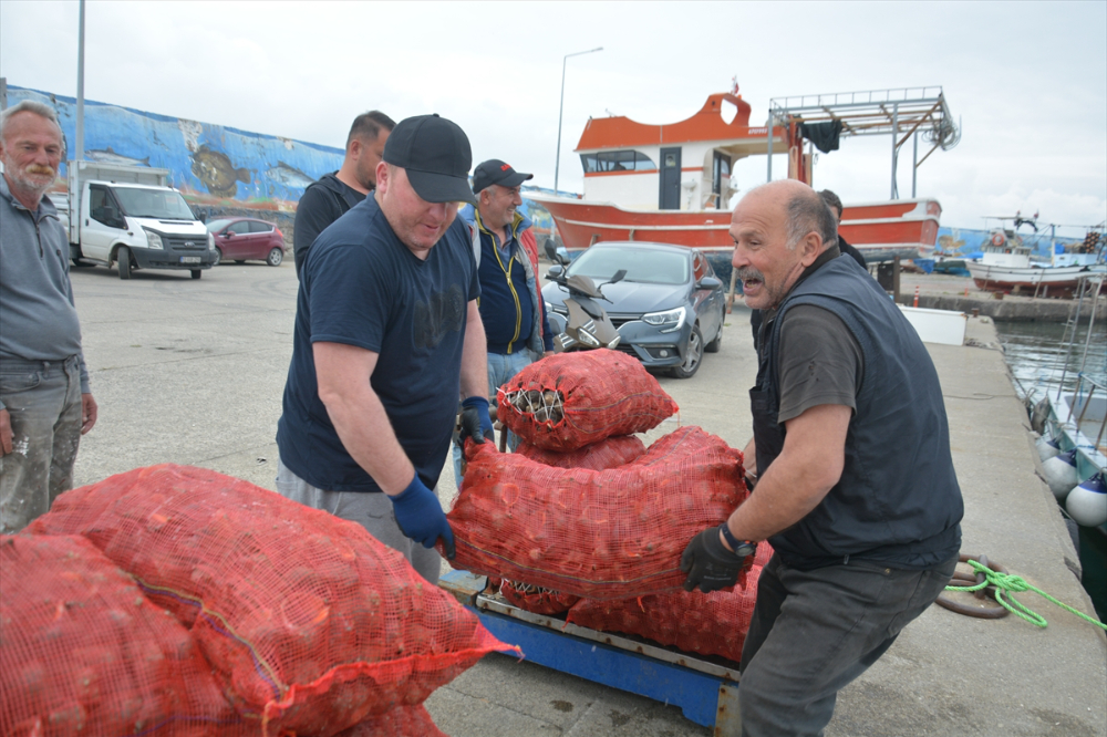 Balık avı yasağı döneminde salyangoza yönelen balıkçıların mesaisi başladı