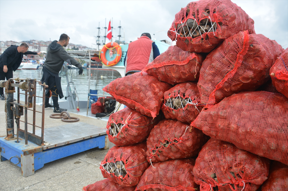 Balık avı yasağı döneminde salyangoza yönelen balıkçıların mesaisi başladı