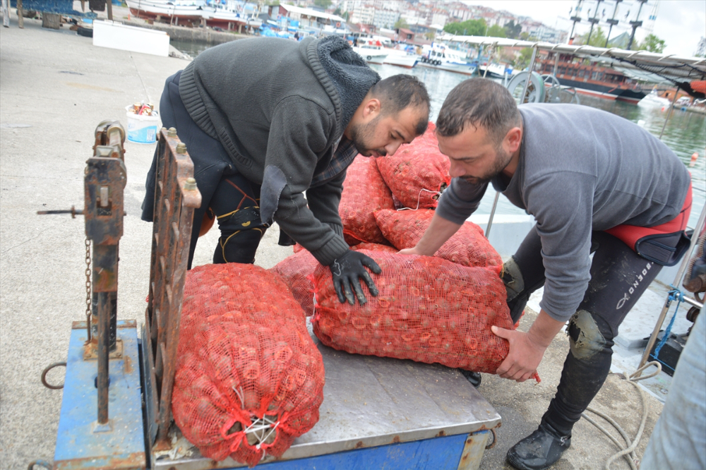 Balık avı yasağı döneminde salyangoza yönelen balıkçıların mesaisi başladı