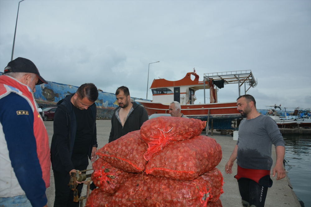 Balık avı yasağı döneminde salyangoza yönelen balıkçıların mesaisi başladı