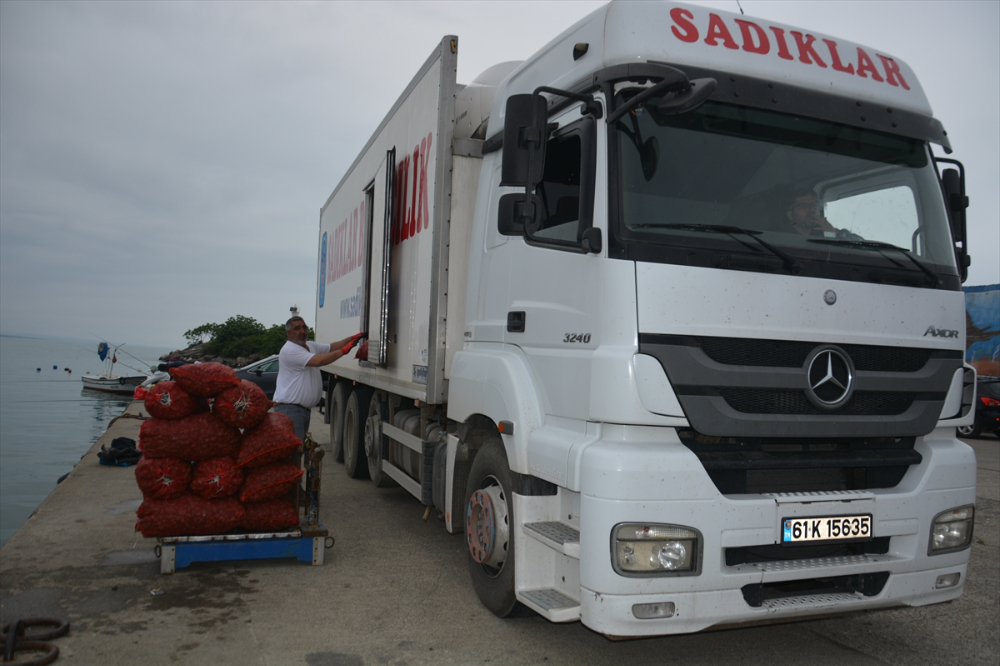 Balık avı yasağı döneminde salyangoza yönelen balıkçıların mesaisi başladı