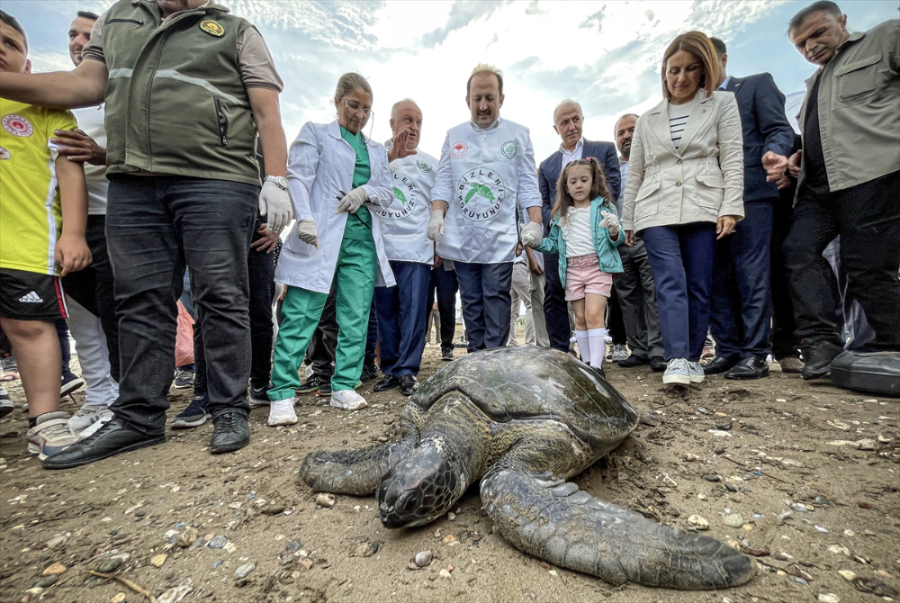 Mersin'de 2 yeşil deniz kaplumbağası denize bırakıldı