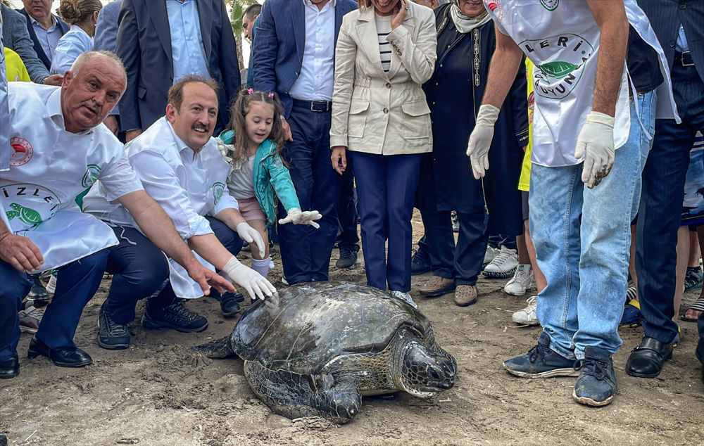 Mersin'de 2 yeşil deniz kaplumbağası denize bırakıldı