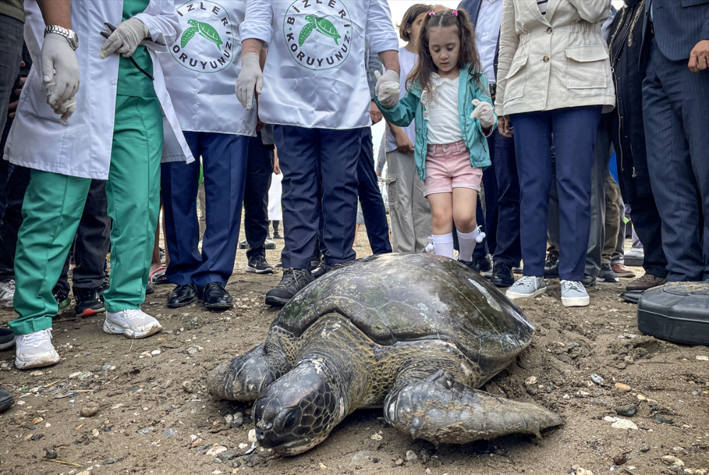 Mersin'de 2 yeşil deniz kaplumbağası denize bırakıldı