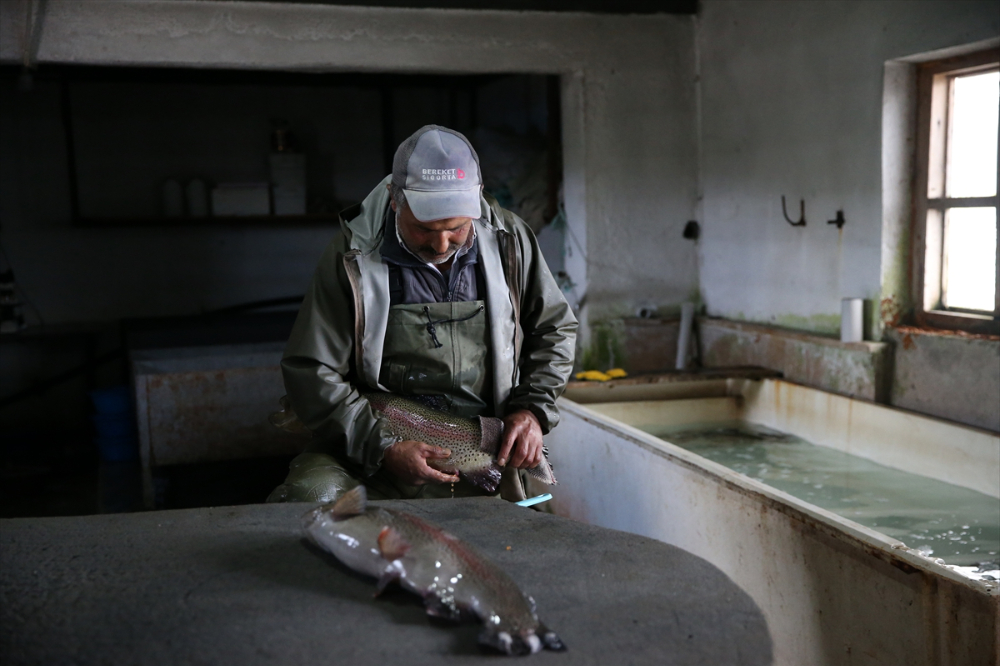 Pınarbaşı ilçesinde alabalık yavrusu üretim kapasitesi 220 milyon adede ulaştı
