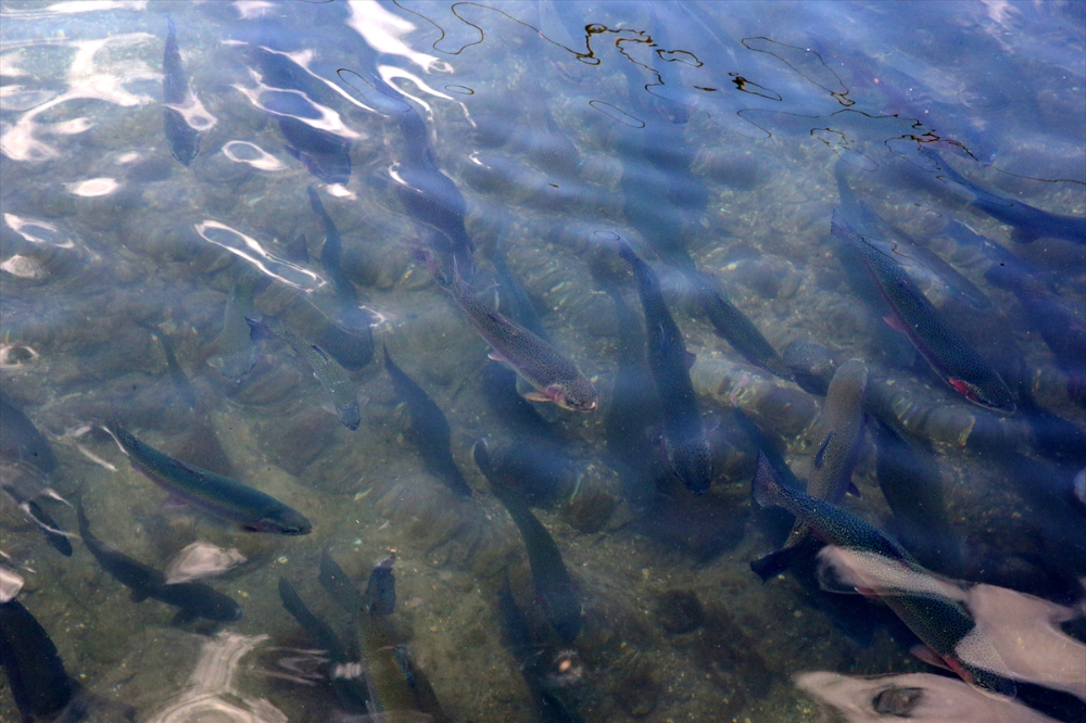 Pınarbaşı ilçesinde alabalık yavrusu üretim kapasitesi 220 milyon adede ulaştı