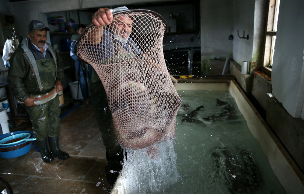 Pınarbaşı ilçesinde alabalık yavrusu üretim kapasitesi 220 milyon adede ulaştı