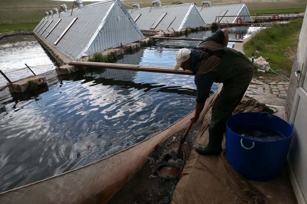 Pınarbaşı ilçesinde alabalık yavrusu üretim kapasitesi 220 milyon adede ulaştı
