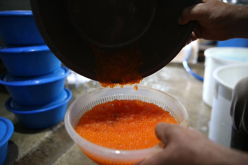 Pınarbaşı ilçesinde alabalık yavrusu üretim kapasitesi 220 milyon adede ulaştı