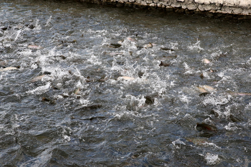 Pınarbaşı ilçesinde alabalık yavrusu üretim kapasitesi 220 milyon adede ulaştı