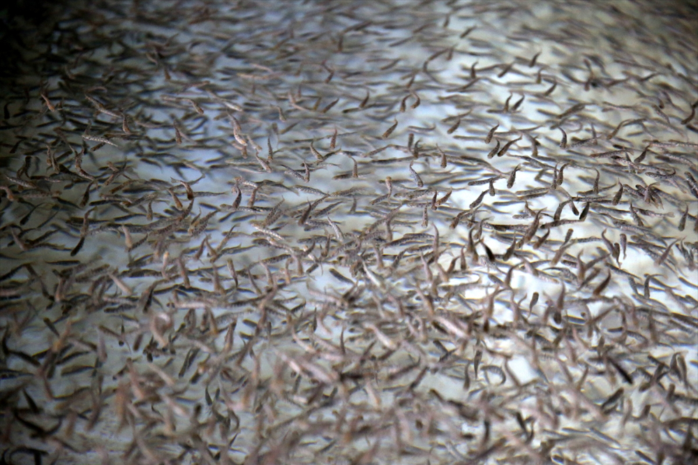 Pınarbaşı ilçesinde alabalık yavrusu üretim kapasitesi 220 milyon adede ulaştı