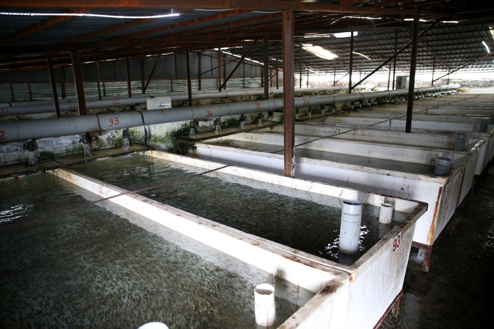 Pınarbaşı ilçesinde alabalık yavrusu üretim kapasitesi 220 milyon adede ulaştı